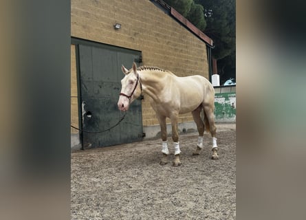 PRE, Étalon, 4 Ans, 174 cm, Perlino