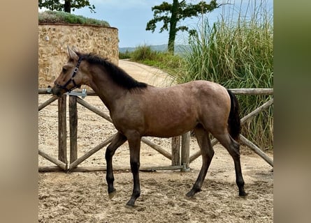 PRE, Étalon, Poulain (03/2026), 126 cm, Isabelle
