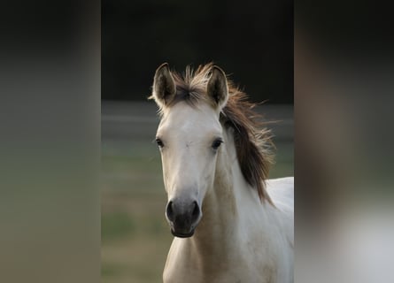 PRE Croisé, Étalon, Poulain (04/2026), 160 cm, Buckskin