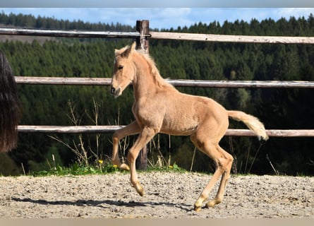 PRE, Étalon, Poulain (03/2024), 160 cm, Palomino