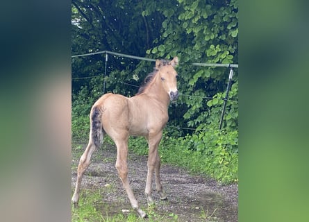 PRE, Étalon, Poulain (05/2024), 162 cm, Buckskin