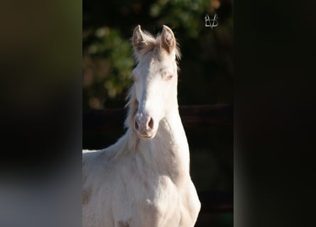 PRE, Étalon, Poulain (03/2025), 165 cm, Isabelle