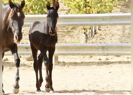 PRE, Étalon, Poulain (06/2025), 165 cm, Noir