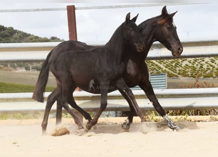 PRE, Étalon, Poulain (06/2025), 165 cm, Noir