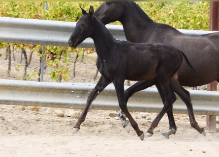 PRE, Étalon, Poulain (06/2025), 165 cm, Noir PRE, Étalon, Poulain (06/2025), 165 cm, Noir