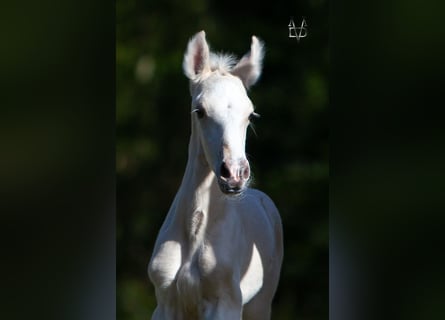 PRE Croisé, Étalon, , 165 cm, Palomino