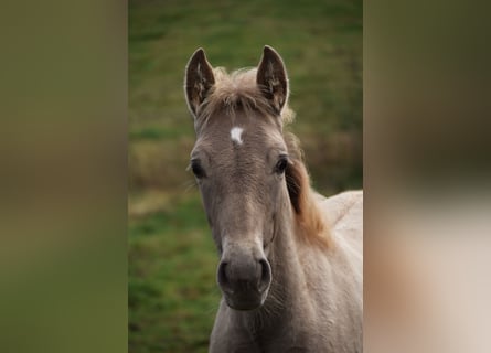 PRE, Étalon, Poulain (06/2024), 165 cm, Perle