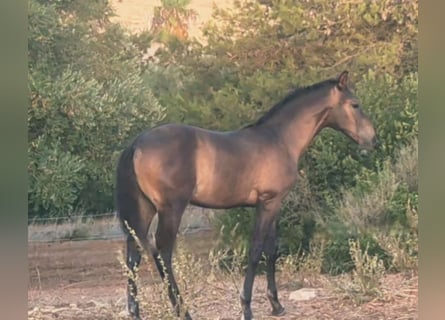 PRE, Étalon, Poulain (04/2026), Bai