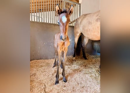 PRE, Étalon, Poulain (03/2026), Buckskin