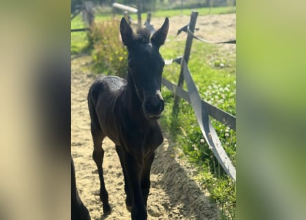 PRE, Étalon, Poulain (06/2025), Noir