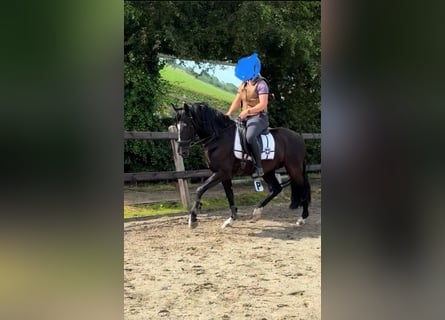 PRE, Gelding, 10 years, 15,1 hh, Black