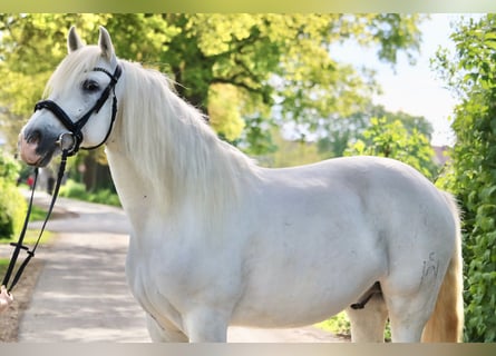 PRE Mix, Gelding, 10 years, 15,2 hh, Gray