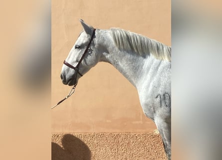 PRE Mix, Gelding, 10 years, 15.3 hh, Gray-Dapple