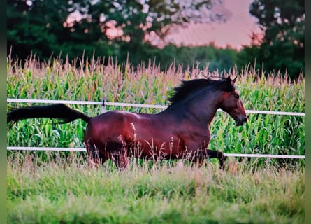 PRE, Gelding, 10 years, 16,2 hh, Brown