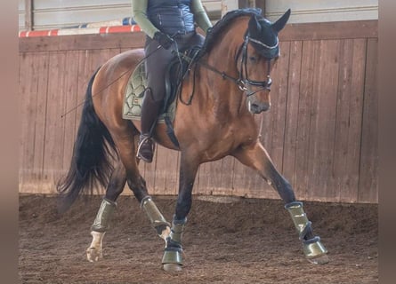 PRE, Gelding, 10 years, 17 hh, Bay