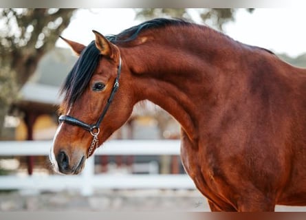 PRE, Gelding, 10 years, 17 hh, Brown