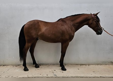 PRE, Gelding, 11 years, 16.1 hh, Brown
