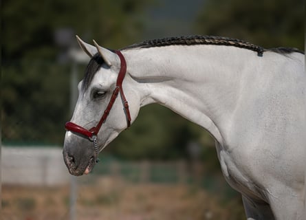 PRE Mix, Gelding, 11 years, 16.1 hh, Grey