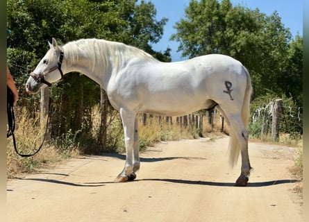 PRE Mix, Gelding, 11 years, 16 hh, Gray