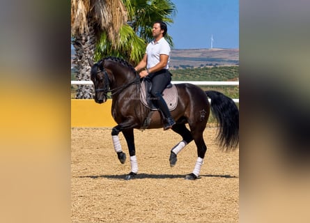 PRE Mix, Gelding, 12 years, 15.2 hh, Black