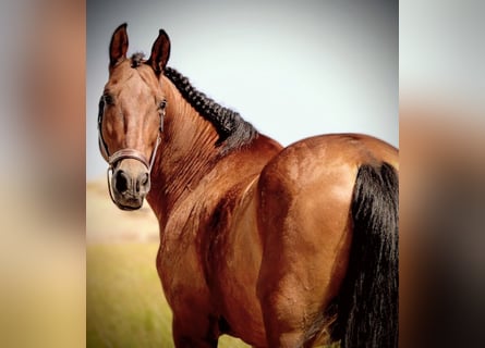 PRE Mix, Gelding, 12 years, 15.2 hh, Brown