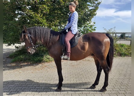 PRE Mix, Gelding, 12 years, 16 hh, Brown