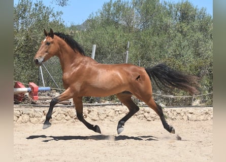 PRE, Gelding, 13 years, 15,2 hh, Brown