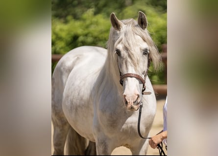 PRE Mix, Gelding, 13 years, 15.2 hh, Gray-Dapple