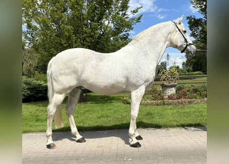 PRE Mix, Gelding, 13 years, 16.1 hh, Gray-Dapple