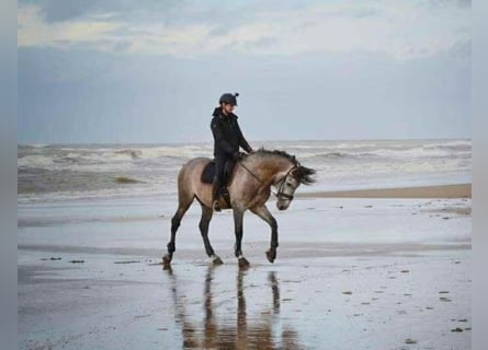 PRE, Gelding, 13 years, 16 hh, Grey