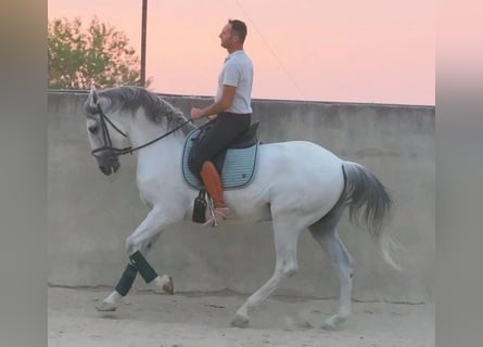 PRE Mix, Gelding, 13 years, 16,1 hh, Grey