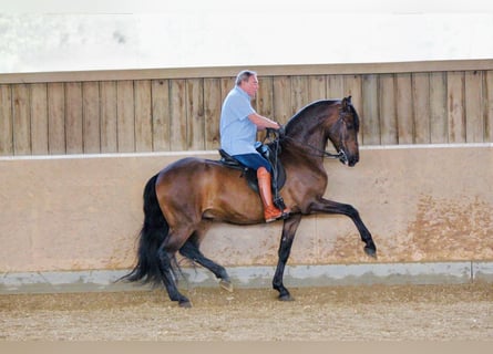 PRE, Gelding, 14 years, 16.2 hh, Brown