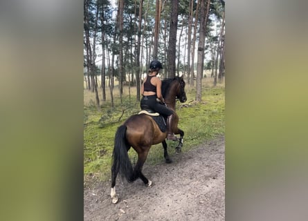 PRE, Gelding, 14 years, 16 hh, Brown