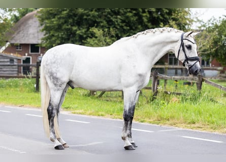 PRE Mix, Gelding, 14 years, 16 hh, Gray