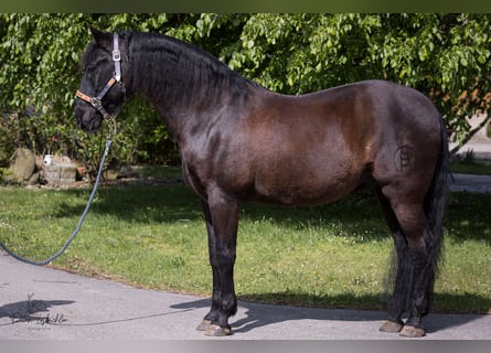 PRE Mix, Gelding, 15 years, 15,2 hh, Black