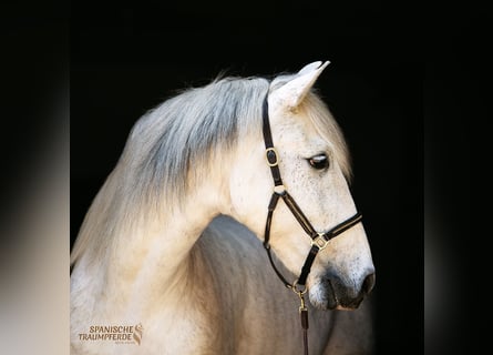 PRE Mix, Gelding, 15 years, 15,2 hh, Grey