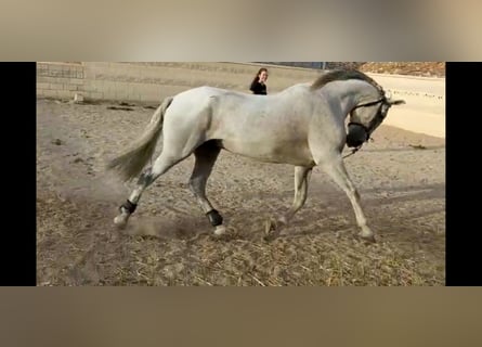 PRE Mix, Gelding, 16 years, 15,2 hh, Gray