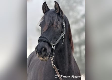 PRE Mix, Gelding, 16 years, 15,3 hh, Black