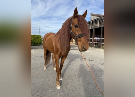 PRE Mix, Gelding, 16 years, 15,1 hh, Sorrel