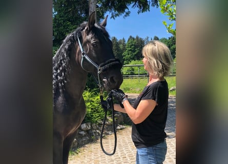 PRE Mix, Gelding, 16 years, 16 hh, Black