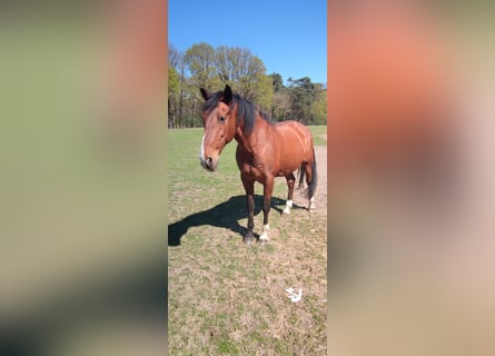 PRE Mix, Gelding, 16 years, 17 hh, Brown