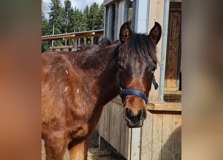 PRE Mix, Wallach, 1 Jahr, 12,2 hh, Brauner