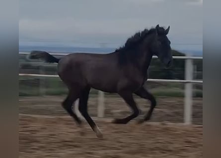 PRE Mix, Gelding, 1 year, 14,2 hh, Gray