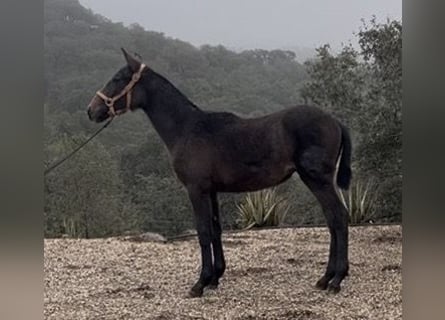 PRE Mix, Gelding, 1 year, 16 hh, Grey