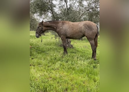 PRE, Gelding, 1 year, Grey