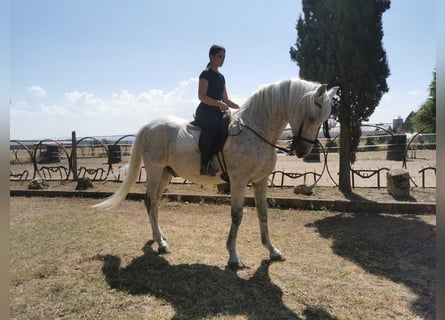 PRE, Gelding, 20 years, 16,1 hh, Gray-Fleabitten