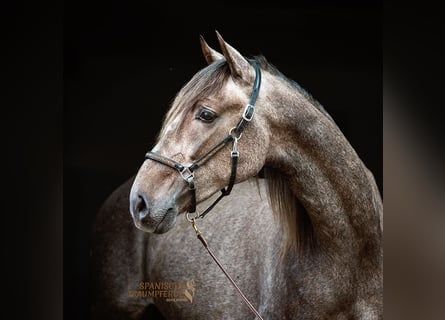 PRE Mix, Gelding, 2 years, 15.1 hh, Grey