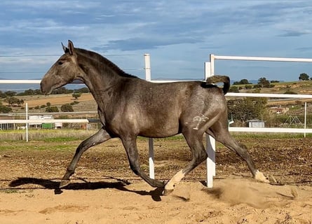 PRE, Gelding, 2 years, 15 hh, Gray