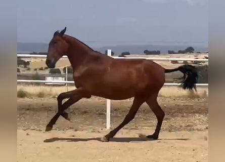 PRE, Gelding, 2 years, 15,2 hh, Brown-Light