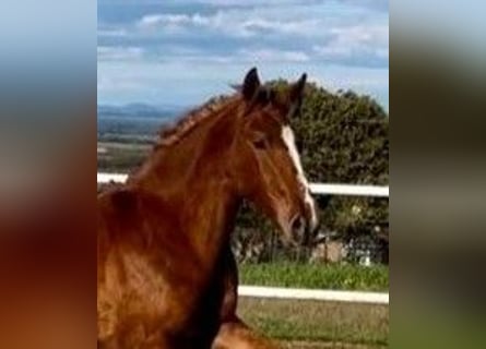 PRE, Gelding, 2 years, 15,2 hh, Chestnut-Red